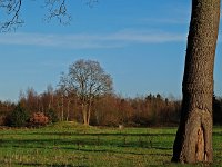 NL, Drenthe, Aa en Hunze, Balloerveld 3, Tumulibos, Saxifraga-Hans Dekker