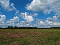 NL, Drenthe, Aa en Hunze, Eexterveld 1, Saxifraga-Hans Dekker