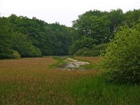 NL, Drenthe, Coevorden, Oosterholten 1, Saxifraga-Hans Dekker