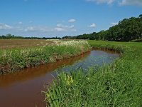 NL, Drenthe, De Wolden, Bloemberg, Reest 1, Saxifraga-Hans Dekker