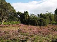 NL, Drenthe, De Wolden, Kraloerheide 12, Saxifraga-Hans Dekker