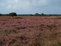 NL, Drenthe, De Wolden, Kraloerheide 3, Saxifraga-Hans Dekker