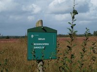 NL, Drenthe, De Wolden, Kraloerheide 8, Saxifraga-Hans Dekker