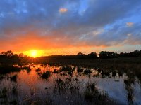 Sunset over dutch heathland with a pond on the foreground  Sunset over dutch heathland with a pond on the foreground : Drenthe, Eemster, Geeuwenbrug, Leggeloo, atmosphere, blauw, bomen, boom, cloud, country, creative nature, dawn, donker, dramatic, during, dusk, dutch, forest, grass, green, heath, heathland, hei, heide, heideterrein, heideveld, holland, landscape, landschap, leggelderveld, middendrenthe, mood, national, natura 2000, natural, nature, natuur, natuurgebied, nederland, nobody, oranje, park, purple, rain, raining, rainy, reserve, road, rudmer zwerver, sheet, side, sky, sun, sunset, trail, tree, water, wet, wolken, zomer, zonsondergang