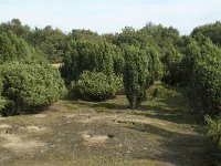 NL, Drenthe, Midden-Drenthe, Mantingerveld 3, Saxifraga-Willem van Kruijsbergen