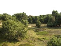 NL, Drenthe, Midden-Drenthe, Mantingerveld 7, Saxifraga-Willem van Kruijsbergen