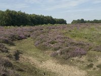 NL, Drenthe, Midden-Drenthe, Mantingerveld, Achterste Veld 10, Saxifraga-Willem van Kruijsbergen