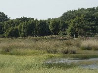 NL, Drenthe, Midden-Drenthe, Mantingerveld, dobbe 2, Saxifraga-Willem van Kruijsbergen