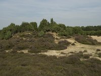 NL, Drenthe, Midden-Drenthe, Mantingerzand 13, Saxifraga-Willem van Kruijsbergen