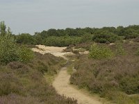 NL, Drenthe, Midden-Drenthe, Mantingerzand 16, Saxifraga-Willem van Kruijsbergen