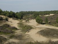 NL, Drenthe, Midden-Drenthe, Mantingerzand 5, Saxifraga-Willem van Kruijsbergen