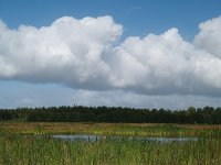 NL, Drenthe, Midden-Drenthe, Oelmers Elp 1, Saxifraga-Hans Dekker