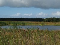 NL, Drenthe, Midden-Drenthe, Oelmers Elp 3, Saxifraga-Hans Dekker