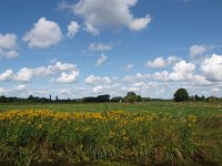 NL, Drenthe, Tynaarlo, Polder Lappenvoort 1, Saxifraga-Hans Dekker