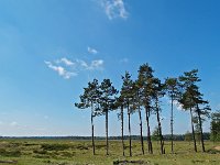 NL, Drenthe, Westerveld, Doldersum 4, Saxifraga-Hans Dekker