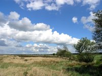 NL, Drenthe, Westerveld, Hoorns, Kraloerheide 1, Saxifraga-Hans Dekker