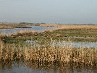 NL, Friesland, Dantumadeel, Houtwiel 1, Saxifraga-Hans Boll