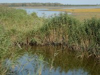 NL, Friesland, Dongeradeel, Ezumakeeg 3, Saxifraga-Jan van der Straaten