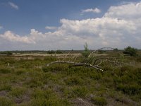 Elspeterheide  Heide landschap Elspeterheide