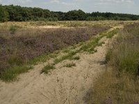 NL, Limburg, Weert, Boshoverheide 19, Saxifraga-Jan van der Straaten