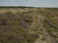 NL, Limburg, Weert, Boshoverheide 30, Saxifraga-Jan van der Straaten