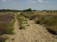 NL, Limburg, Weert, Boshoverheide 31, Saxifraga-Jan van der Straaten