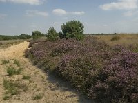 NL, Limburg, Weert, Boshoverheide 32, Saxifraga-Jan van der Straaten