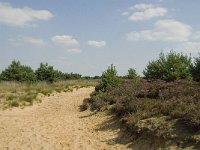 NL, Limburg, Weert, Boshoverheide 34, Saxifraga-Jan van der Straaten