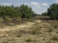 NL, Limburg, Weert, Boshoverheide 35, Saxifraga-Jan van der Straaten