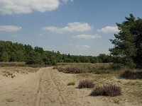 NL, Limburg, Weert, Boshoverheide 38, Saxifraga-Jan van der Straaten