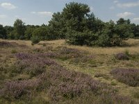 NL, Limburg, Weert, Boshoverheide, grafheuvel 15, Saxifraga-Jan van der Straaten