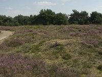 NL, Limburg, Weert, Boshoverheide, grafheuvel 2, Saxifraga-Jan van der Straaten