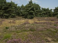 NL, Limburg, Weert, Boshoverheide, grafheuvel 3, Saxifraga-Jan van der Straaten