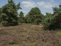 NL, Limburg, Weert, Boshoverheide, grafheuvel 5, Saxifraga-Jan van der Straaten