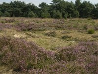 NL, Limburg, Weert, Boshoverheide, grafheuvel 6, Saxifraga-Jan van der Straaten