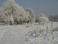 NL, Noord-Brabant, Alphen-Chaam, Bleeke Heide 10, Saxifraga-Jan van der Straaten