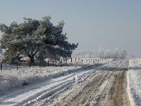 NL, Noord-Brabant, Cranendonck, Groote Heide 1, Saxifraga-Jan van der Straaten