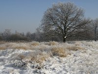 NL, Noord-Brabant, Cranendonck, Groote Heide 8, Saxifraga-Jan van der Straaten