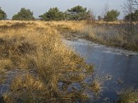 NL, Noord-Brabant, Goirle, Regte Heide 30, Saxifraga-Jan van der Straaten