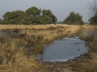 NL, Noord-Brabant, Goirle, Regte Heide 32, Saxifraga-Jan van der Straaten