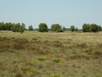 NL, Noord-Brabant, Goirle, Regte Heide 39, Saxifraga-Willem van Kruijsbergen