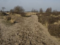 NL, Noord-Brabant, Goirle, Regte Heide 7, Saxifraga-Jan van der Straaten