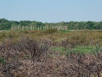 NL, Noord-Brabant, Goirle, Regte Heide, burning place 5, Saxifraga-Willem van Kruijsbergen