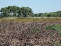 NL, Noord-Brabant, Goirle, Regte Heide, burning place 6, Saxifraga-Willem van Kruijsbergen