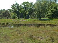 NL, Noord-Brabant, Goirle, Regte Heide, mere 1, Saxifraga-Willem van Kruijsbergen