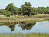 NL, Noord-Brabant, Goirle, Regte Heide, mere 10, Saxifraga-Willem van Kruijsbergen