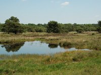 NL, Noord-Brabant, Goirle, Regte Heide, mere 11, Saxifraga-Willem van Kruijsbergen