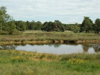 NL, Noord-Brabant, Goirle, Regte Heide, mere 14, Saxifraga-Willem van Kruijsbergen