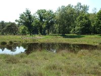 NL, Noord-Brabant, Goirle, Regte Heide, mere 2, Saxifraga-Willem van Kruijsbergen