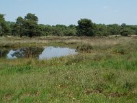 NL, Noord-Brabant, Goirle, Regte Heide, mere 7, Saxifraga-Willem van Kruijsbergen